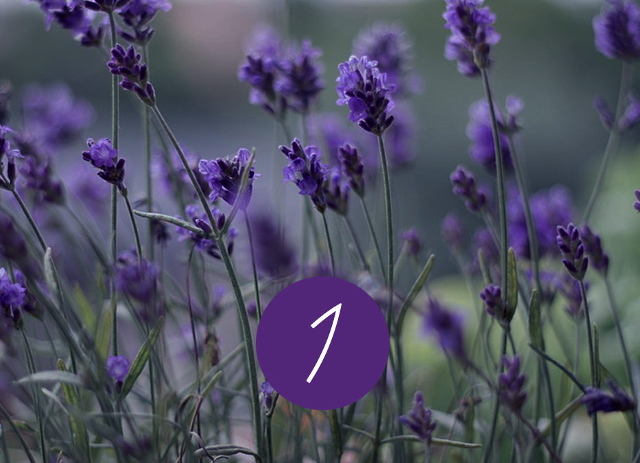 1. Raunacht – Destillation und Wirkung von Lavendel