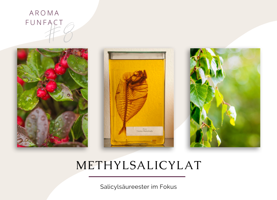 Aroma Funfact #8 – Methylsalicylat im Fokus