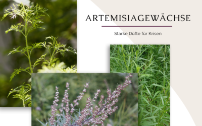Artemisia Arten in der Aromatherapie