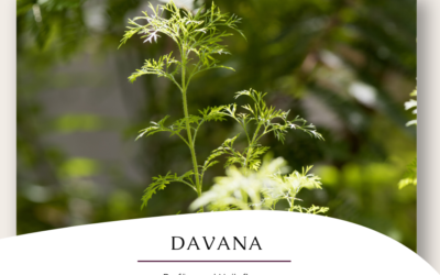 Davana – Parfüm und Heilpflanze