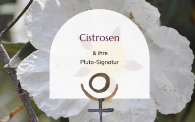 Cistrosen & ihre Pluto-Signatur