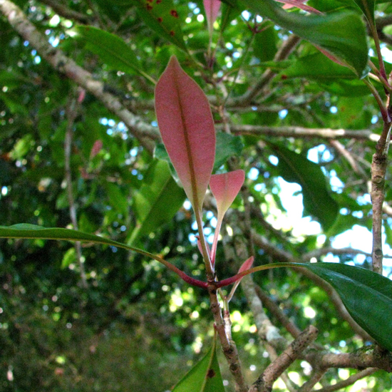 Die Blätter beim Austritt sind rötlich - typisch für Myrtengewächse