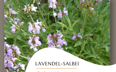 Lavendel-Salbei: Bilder einer Pflanzenkommunikation