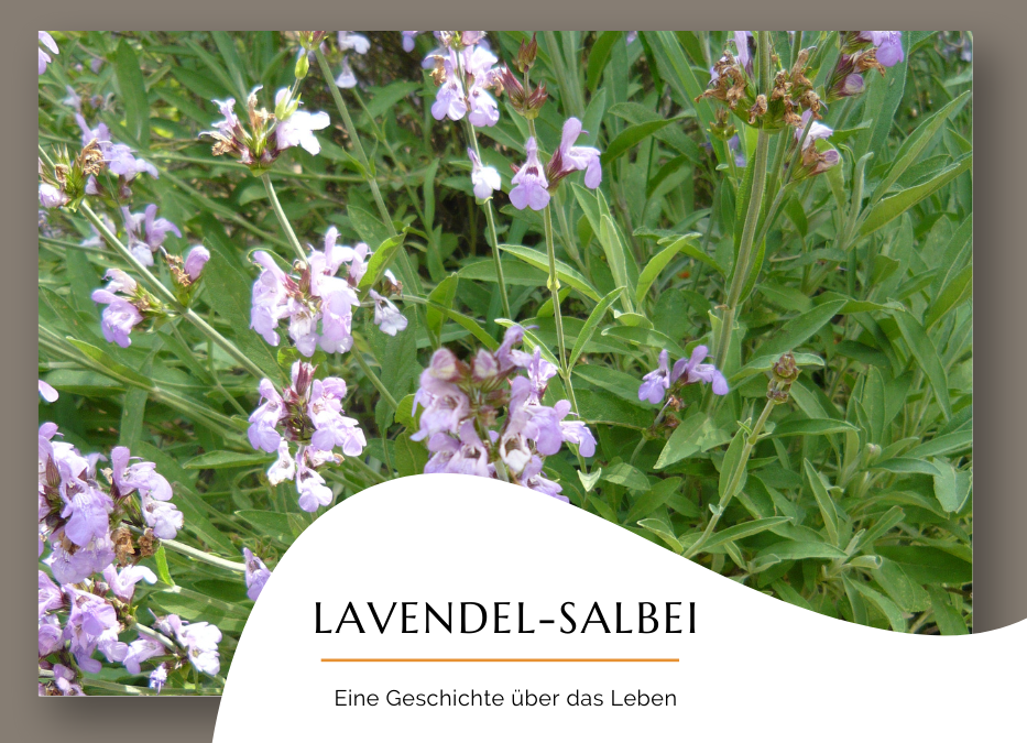Lavendel-Salbei: Bilder einer Pflanzenkommunikation