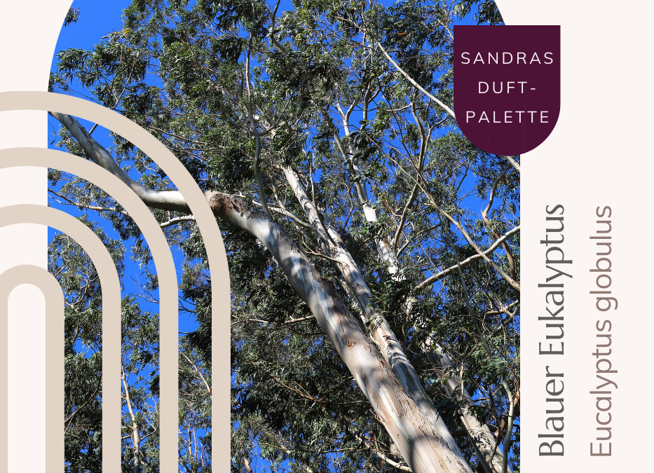 Blauer Eukalyptus – Klischée, zu recht